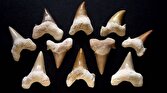 حل معمای تغییرات اقلیمی باستانی زمین با دندان کوسه‌های ۵۰ میلیون ساله